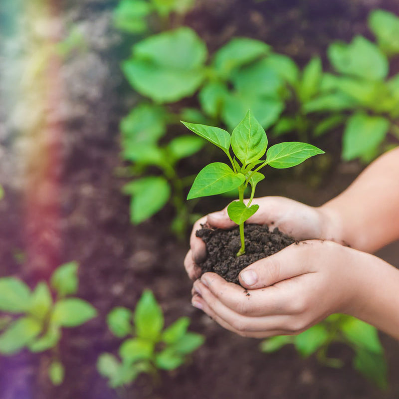 Alfa Vedic Private Co-OP