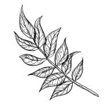 NEEM