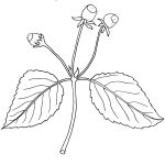 SPILANTHES