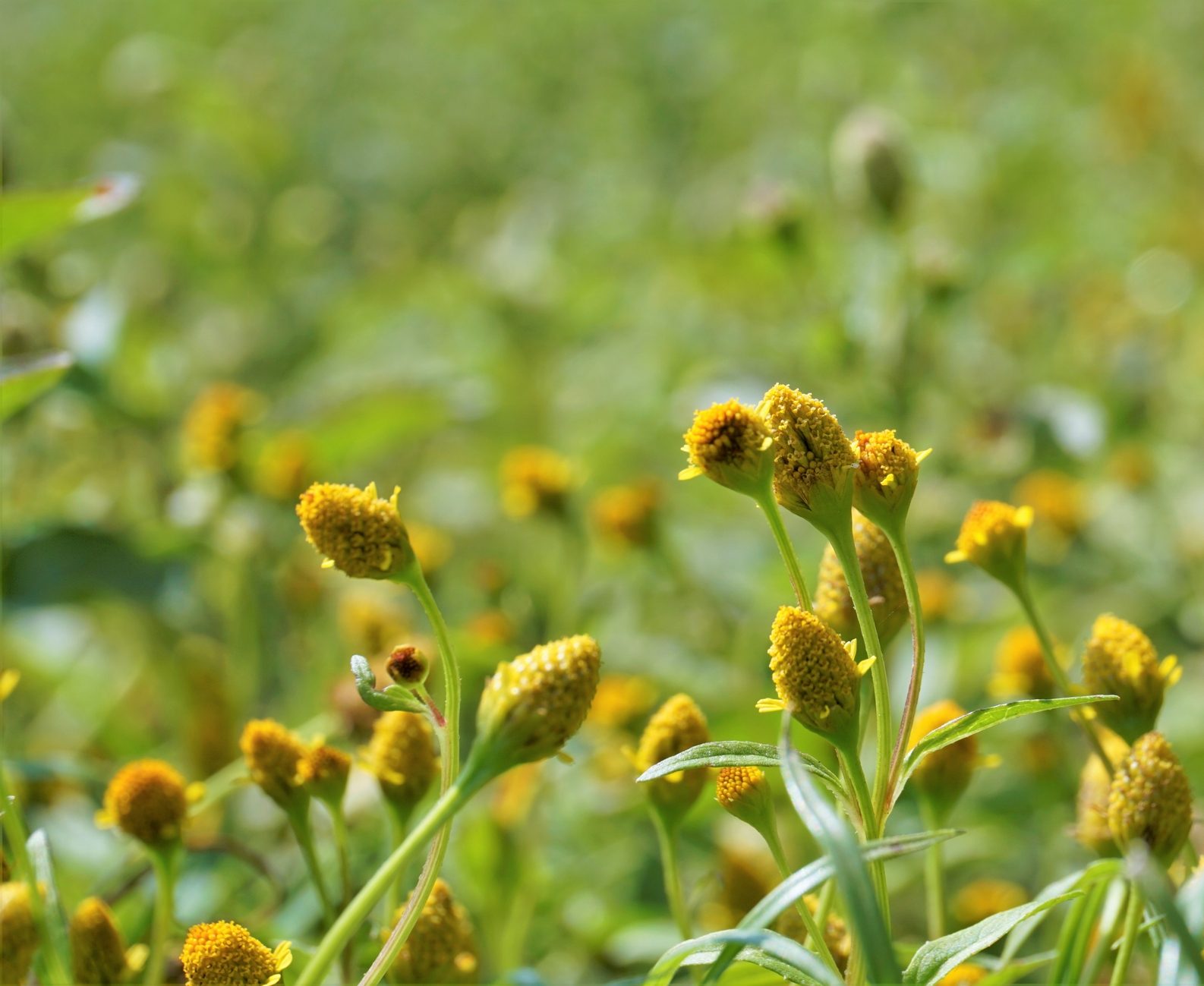 SPILANTHES